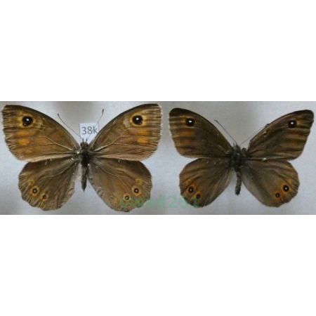 Lasiommata petropolitana (Fabricius, 1787) pair Osadnik petropolitana Czech38k